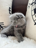 Photo №1. scottish fold - à vendre en ville de Wiesbaden | 350€ | Annonce № 113154