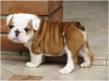 Photo №1. bulldog anglais - à vendre en ville de Carlstadt | Gratuit | Annonce №124096