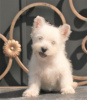 Photo №3. West Highland White Terrier chiot femelle. Fédération de Russie