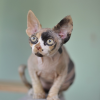 Photo №1. devon rex - à vendre en ville de Paris | négocié | Annonce № 85898