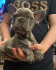 Photos supplémentaires: Chiots bouledogue français. ils ont 12 semaines,