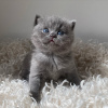 Photo №1. british shorthair - à vendre en ville de New york | 284€ | Annonce № 43853