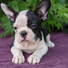 Photo №3. Adorables chiots Boston Terrier en adoption gratuite. Allemagne