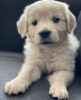 Photo №1. golden retriever - à vendre en ville de Pécs | négocié | Annonce №79763