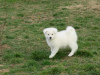 Photos supplémentaires: Akita japonais, chiots