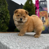 Photo №3. Chiots Chow-Chow. Serbie