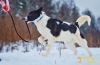 Photo №2 de l'annonce № 8306 de la vente chien bâtard - acheter à Fédération de Russie de l'abri