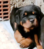 Photo №1. rottweiler - à vendre en ville de Belgrade | négocié | Annonce №87014