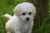 Photo №3. Les chiots de race Bichon Frise sont maintenant disponibles. Allemagne