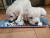 Photo №3. Chiots Golden Retriever Champion Bloodline à vendre. Allemagne