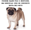 Photo №2 de l'annonce № 6123 de la vente carlin - acheter à Fédération de Russie annonce privée