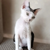 Photo №3. Chaton Devonrex. USA