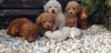 Photos supplémentaires: Chiots Caniche et Maltipoo