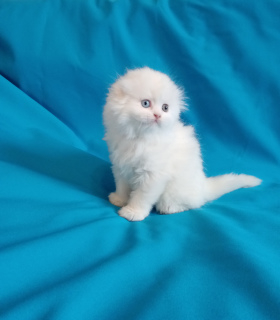 Photo №1. scottish fold - à vendre en ville de Kostroma | 374€ | Annonce № 6364