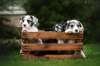 Photo №3. Chiots Welsh Corgi Cardigan. Ukraine