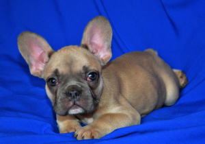 Photo №1. bouledogue - à vendre en ville de Moscou | 358€ | Annonce №2974