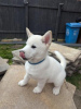 Photo №1. husky de sibérie - à vendre en ville de Texas City | 663€ | Annonce №108822