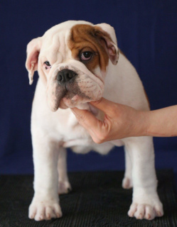 Photos supplémentaires: Bouledogues anglais