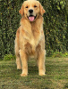 Photo №1. golden retriever - à vendre en ville de Wrocław | 3500€ | Annonce №93590