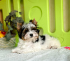 Photo №1. biewer yorkshire terrier - à vendre en ville de Bobruisk | négocié | Annonce №43911