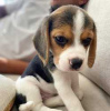 Photo №2 de l'annonce № 63454 de la vente beagle - acheter à USA annonce privée