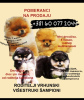 Photos supplémentaires: Chiots Spitz de Poméranie