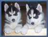 Photo №1. husky de sibérie - à vendre en ville de Canterbury | Gratuit | Annonce №75878