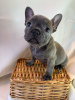 Photo №3. Adorables chiots bouledogue français en adoption gratuite. Allemagne