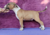 Photos supplémentaires: Chiots Bull Terrier Standard