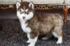 Photos supplémentaires: Chiots Husky de Sibérie prêts