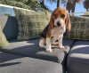 Photo №3. Chiots Beagle élevés à la maison à prix abordables!. USA