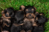 Photo №2 de l'annonce № 79809 de la vente yorkshire terrier - acheter à Allemagne annonce privée