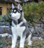 Photo №1. husky de sibérie - à vendre en ville de Bradford | 1700€ | Annonce №11335