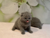 Photo №4. Je vais vendre scottish fold en ville de Munich. éleveur - prix - 350€