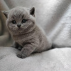 Photo №2 de l'annonce № 53186 de la vente british shorthair - acheter à USA annonce privée