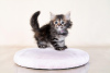 Photo №2 de l'annonce № 122037 de la vente maine coon - acheter à USA annonce privée