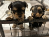 Photo №1. yorkshire terrier - à vendre en ville de Pieksämäen maalaiskunta | 340€ | Annonce №123458