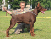 Photos supplémentaires: L'élevage Doberman 