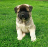 Photos supplémentaires: Akita américain, chiots