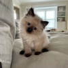 Photo №4. Je vais vendre ragdoll en ville de Sheffield.  - prix - Gratuit