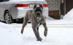 Photo №1. cane corso - à vendre en ville de Moscou | 426€ | Annonce №1109