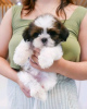 Photo №2 de l'annonce № 124946 de la vente shih tzu - acheter à Allemagne annonce privée