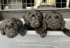 Photo №1. labradoodle - à vendre en ville de Etten-Leur | 200€ | Annonce №81148