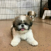 Photo №1. shih tzu - à vendre en ville de Montreal | 473€ | Annonce №103643