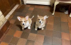 Photo №3. Adorables chiots Welsh Corgi. Ukraine