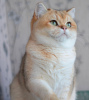Photo №3. Nous vous proposons des chatons d'une race élite British golden chinchilla NY11.. La finlande