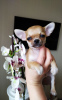 Photo №1. chihuahua - à vendre en ville de Texas City | négocié | Annonce №105720