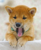 Photo №3. Shiba Inu. Chiots. Fédération de Russie