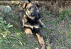 Photo №2 de l'annonce № 101592 de la vente chien bâtard - acheter à Biélorussie annonce privée