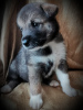 Photo №2 de l'annonce № 7705 de la vente chien bâtard - acheter à Fédération de Russie annonce privée